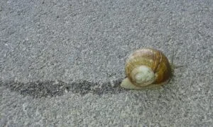 snail mucin extract