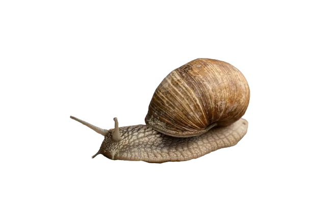 snail mucin extract